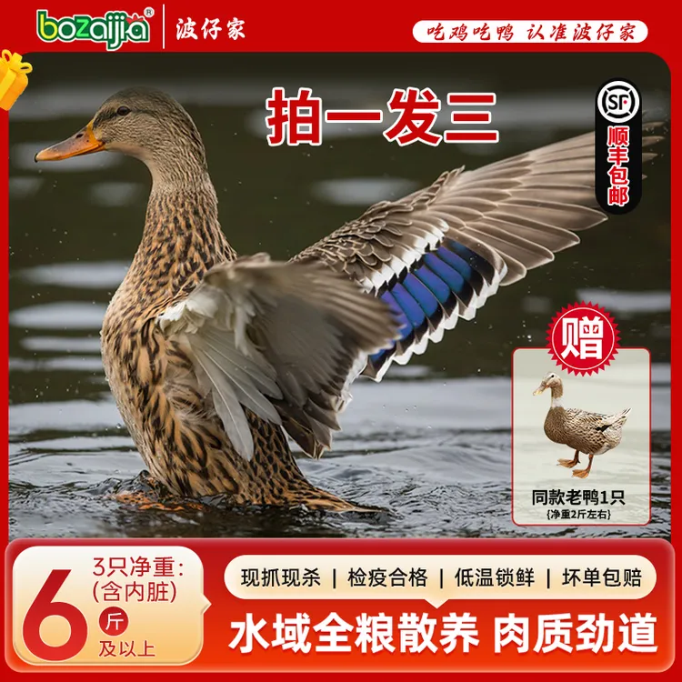 bozaijia波仔家【荆江老麻鸭】散养老鸭新鲜农家土鸭现杀真空保鲜