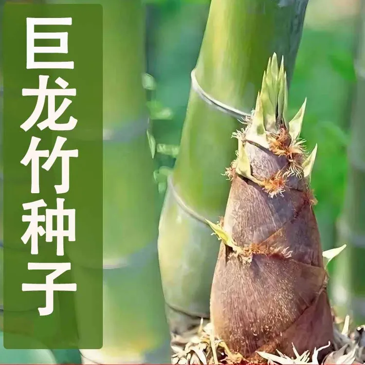【脆嫩竹笋】大型巨龙竹楠竹种子食用竹笋四季庭院室外种植种子商品图