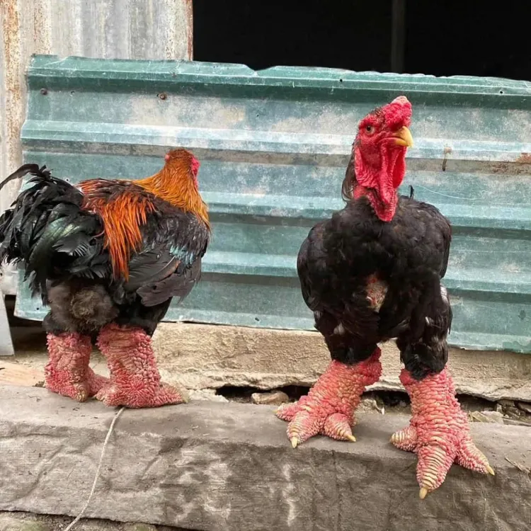 宠物鸡粗脚东涛鸡大脚鸡半斤脱温一斤红公鸡包邮包活
