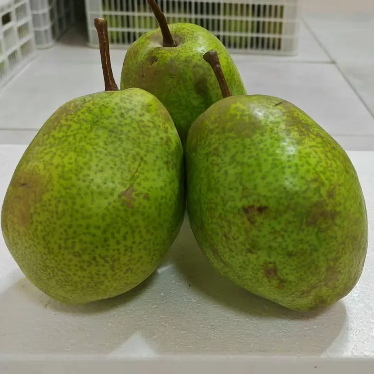 兰州柠波蜜梨新鲜应季薄皮软糯甘甜多汁水果全国包邮 顺丰直达