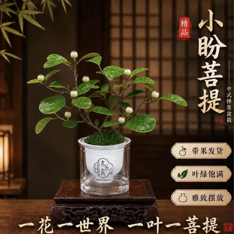 【带多果实】小盼菩提盆栽办公室茶桌面室内客厅禅意绿植好养活商品图