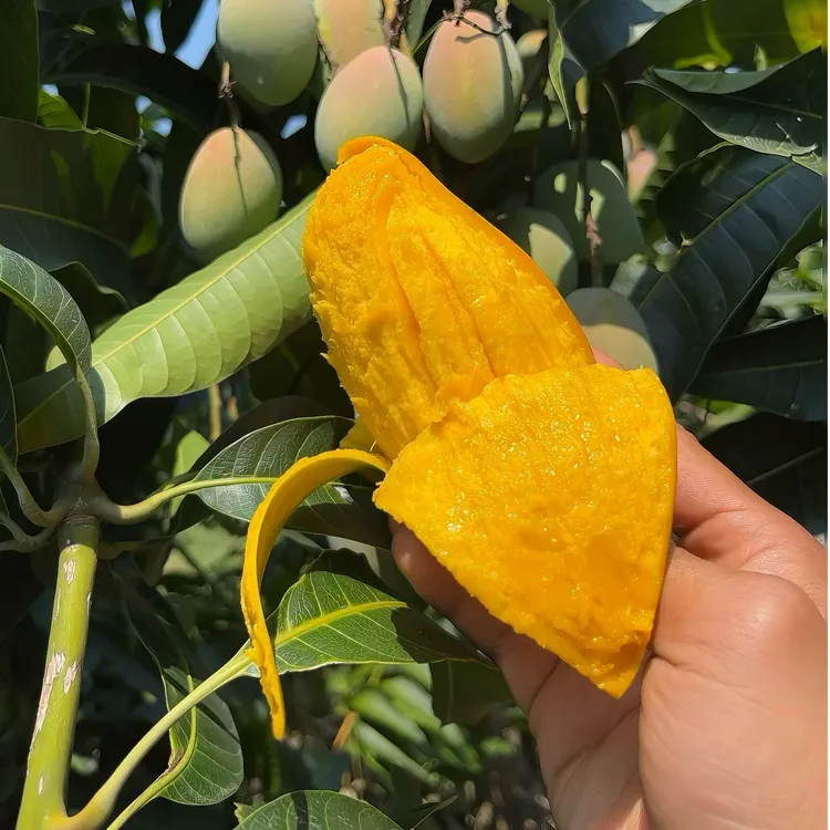 【金凤凰】小金凤芒果水果产地直发当季新鲜水果当季热卖水果贵妃芒