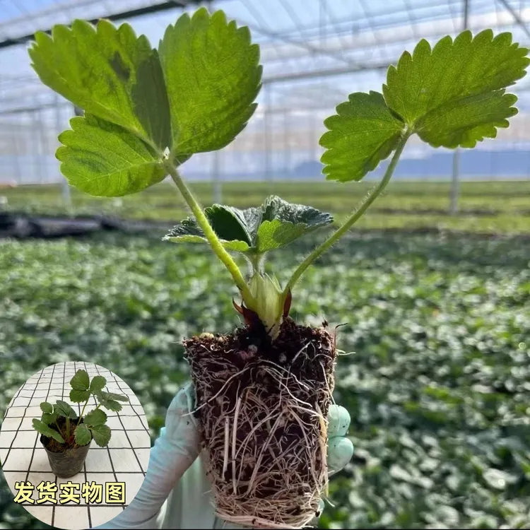 草莓苗奶油草莓种苗盆栽地栽穴盘苗红颜丹东四季结果