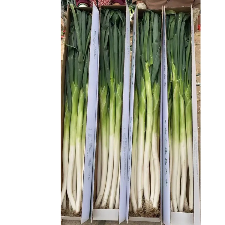 【章丘大葱】原产地直销 现刨现发 高白脆甜 9斤礼盒装