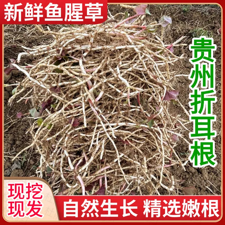 贵州特产新鲜折耳根现挖红色鱼腥草鲜嫩凉拌节节根食用农产品