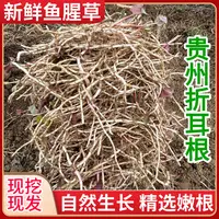 贵州特产新鲜折耳根现挖红色鱼腥草鲜嫩凉拌节节根食用农产品