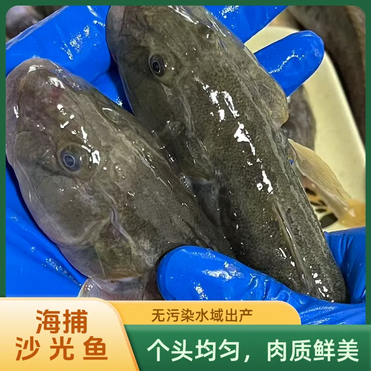 【大号】沙光鱼7-8条/斤 鲜活速冻顺丰冷链连云港发货