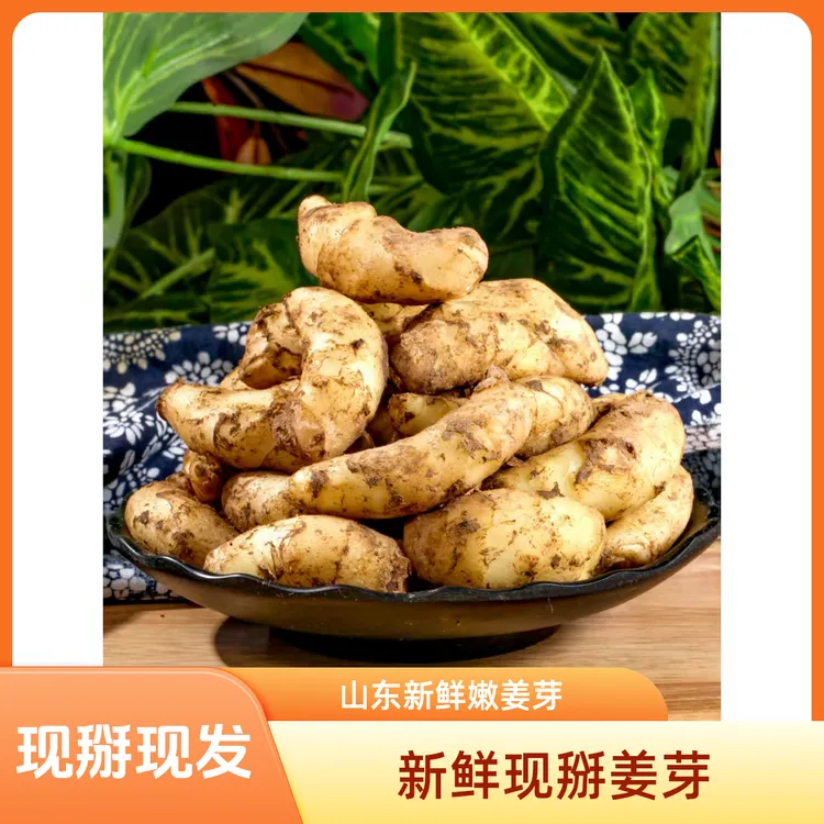 山东新鲜嫩姜芽可腌制糖醋泡菜的生姜小黄姜姜芽即食姜姜子