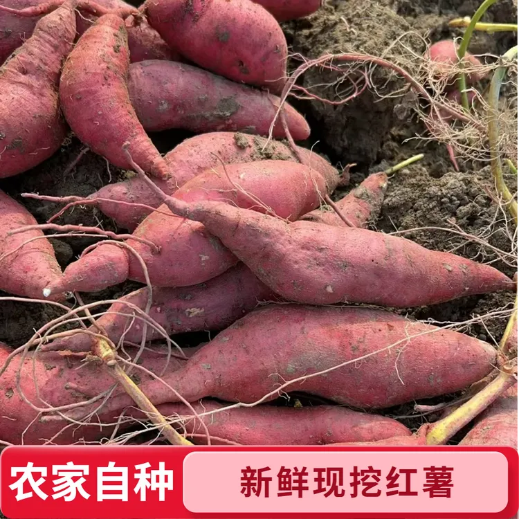 【农家自种】西瓜红蜜薯糖心红薯新鲜现挖粉糯甘甜山地粗粮番薯