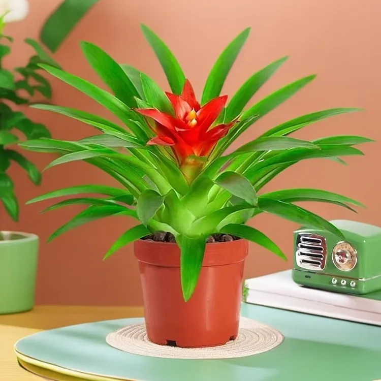 鸿运当头盆栽室内客厅喜庆植物前台花卉年宵花四季开花招财植物