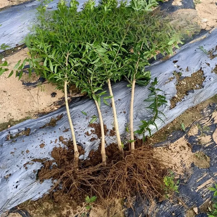 石榴树树苗特大庭院果树盆栽软子嫁接苗会理突尼斯软籽石榴树树苗