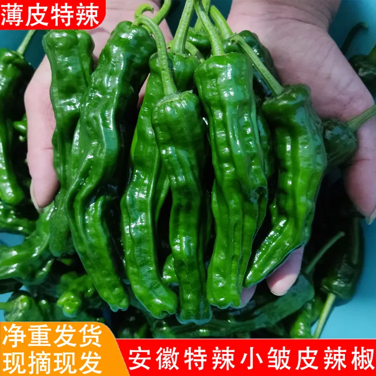 特辣辣椒新鲜青椒薄皮超辣小皱皮农家自种应季蔬菜现摘2斤3斤5斤