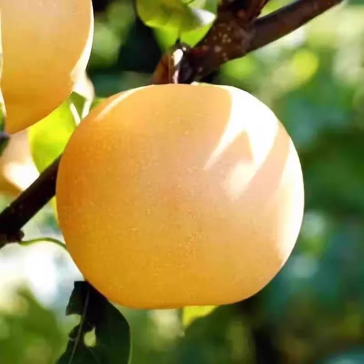 湖南怀化 高山金秋梨 脆甜多汁当季水果中秋礼盒