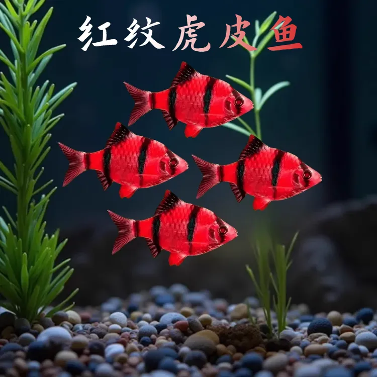 红纹虎皮鱼热带淡水观赏鱼好养耐活群游适合新手