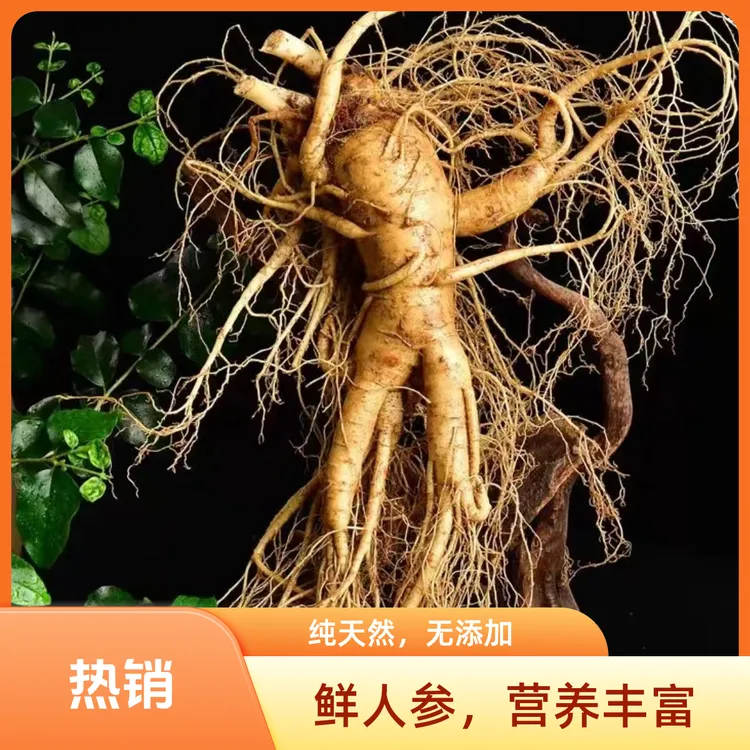 长白山人参鲜参保鲜人参