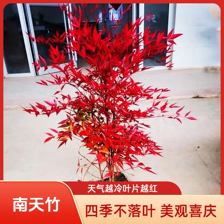 南天竹树苗绿化苗木庭院观果观叶植物南天竺火焰红天竹苗盆景盆栽