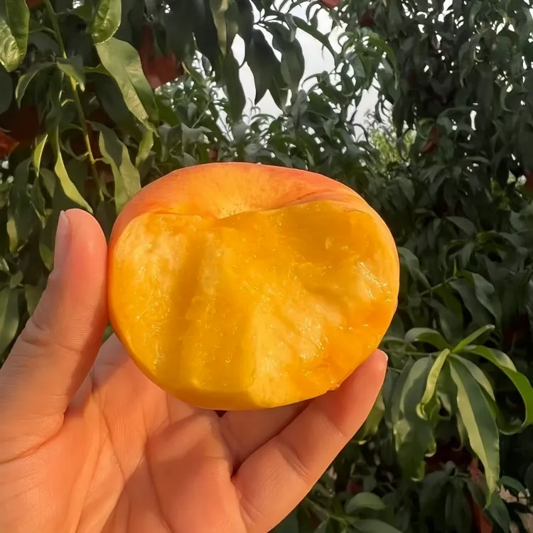 山东黄肉油蟠桃新鲜当季桃子果园现摘现发桃子超甜黄心彩虹蟠桃