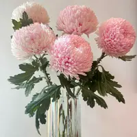 【源头优选】樱花粉牡丹菊 任意两单花材升级快递 发货后不支持退款