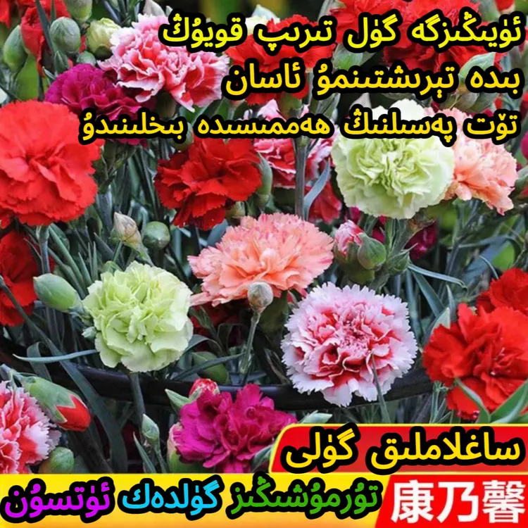 【ساغلاملىق گۈلى】كاڭنەيشىن گۈل ئۇرۇقى康乃馨种子四季开种籽商品图