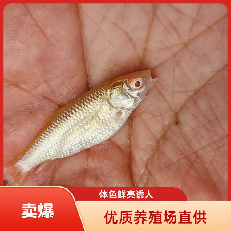 红眼金草鱼黄金鱼苗大号草鱼草鱼苗
