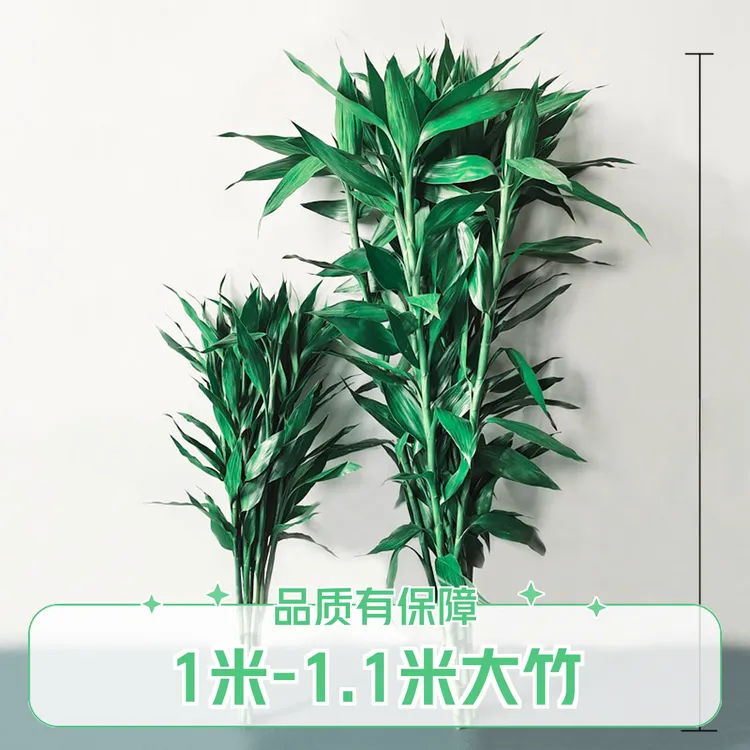 大竹富贵竹水培植物客厅摆件发财节节高水养竹子室内绿植盆栽花卉
