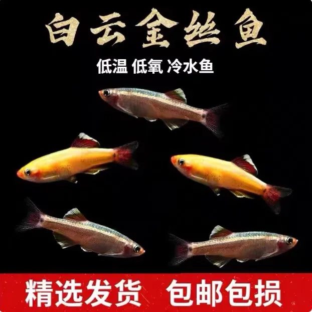 冷水鱼白云金丝鱼不加温观赏鱼淡水鱼小型鱼原生鱼灯科鱼好养耐活