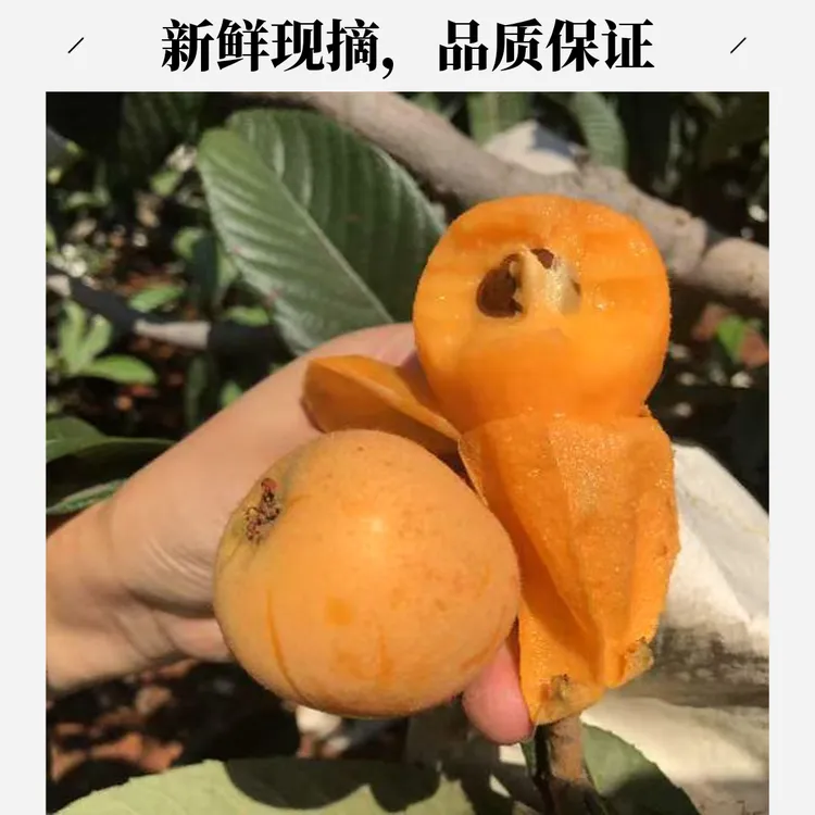 云南高原新鲜枇杷现摘当季枇杷新鲜水果儿童孕妇水果现摘顺丰包邮