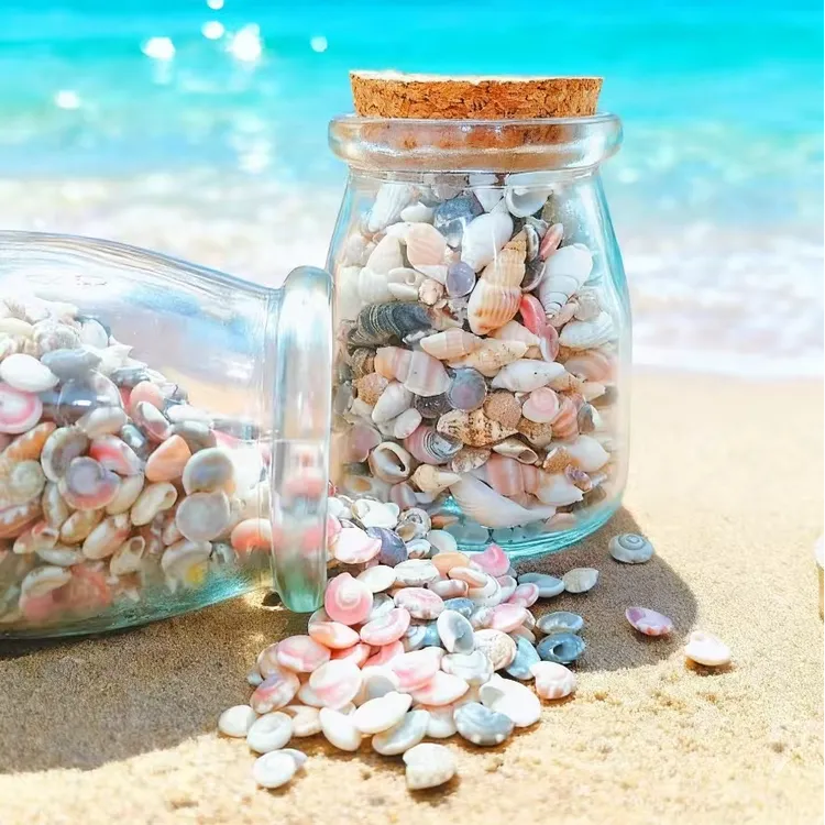 mini天然贝壳海螺布丁瓶鱼缸装饰造景摆件国庆节幼儿园手工DIY
