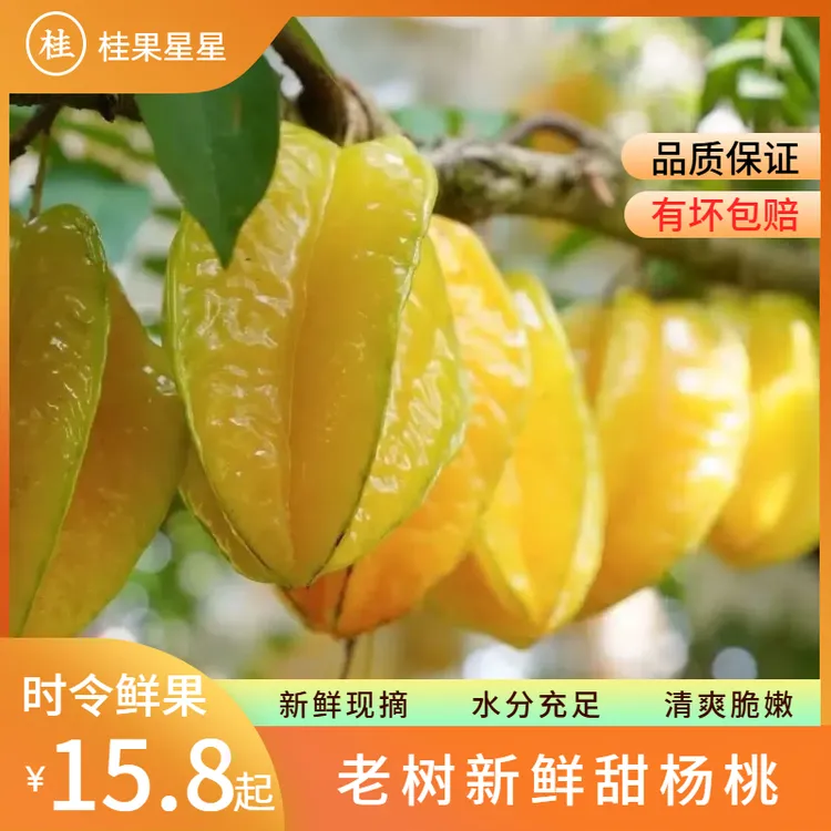 【清爽脆嫩】广西老树甜杨桃 爆汁清甜当季新鲜孕妇水果现摘现发