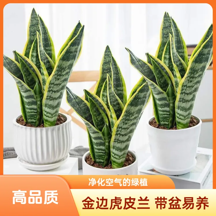特级金边虎皮兰虎尾兰卧室绿植盆栽除甲醛好养办公室绿植盆栽