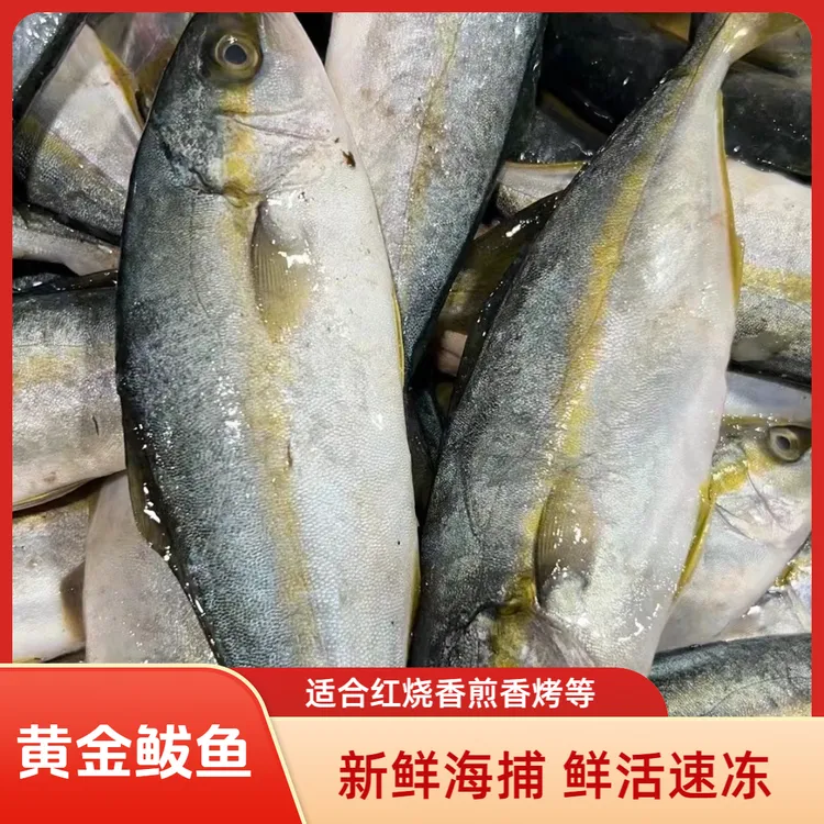 【顺丰】连云港发货黄金鲅鱼鲜活速冻深海海鱼大黄金鲅1斤左右/条