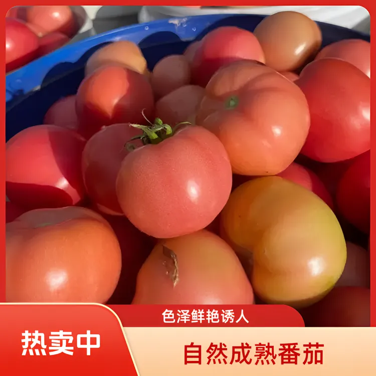 攀枝花粉果西红柿现摘生吃酸甜可口孕妇蔬菜番茄新鲜自然熟