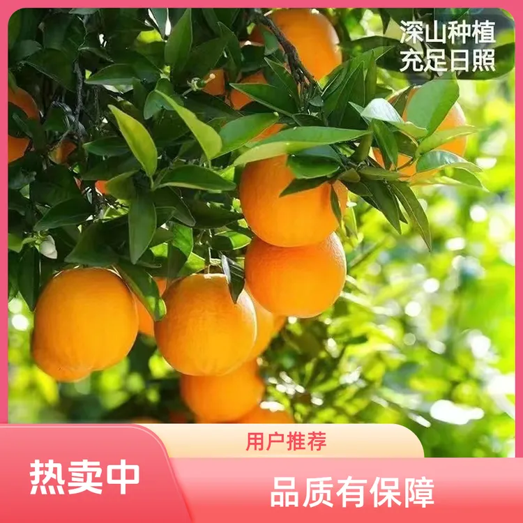 秭归纽荷尔「圆红」甘甜爽口现摘现发