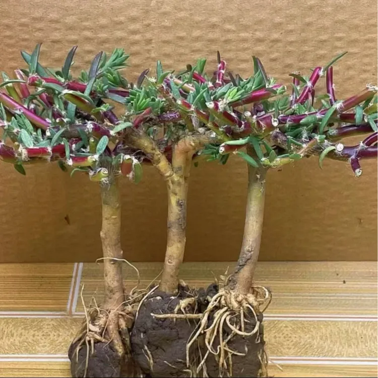 【太阳花老桩】牡丹玫红王多年生老桩带根耐热好养紫色花卉