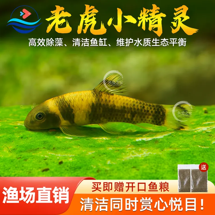 老虎小精灵鱼虎纹精灵鱼淡水进口原生溪流鱼除藻除苔小型鱼活体
