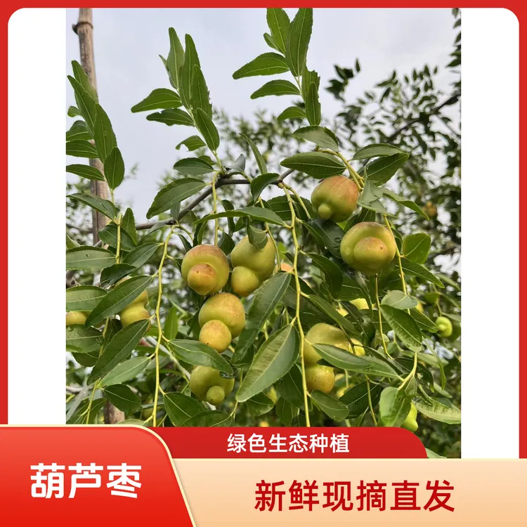 葫芦枣新鲜采摘农村鲜枣 葫芦枣 脆爽清甜