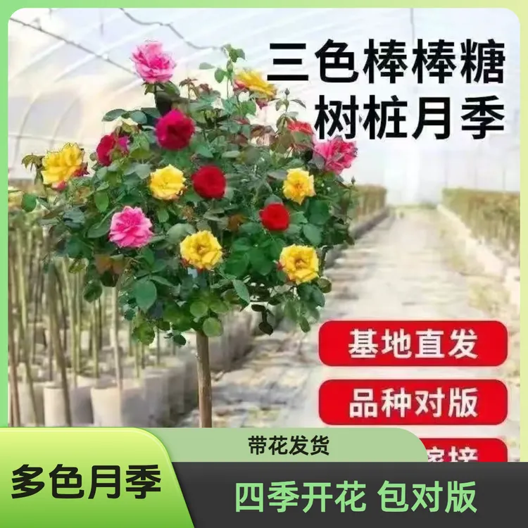 棒棒糖特大号树桩果汁月季四季开花多色嫁接耐寒阳台庭院花卉绿植