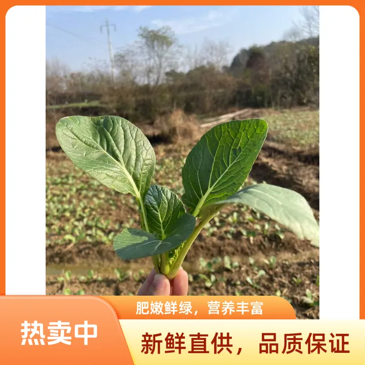 信阳商城霜打甜笨青菜