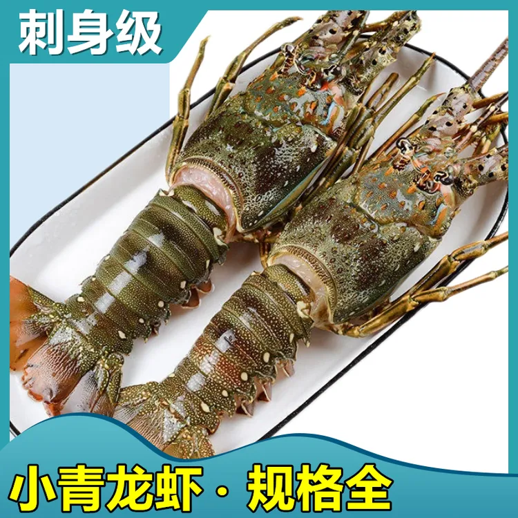 小青龙500g大青龙虾整箱大龙虾澳龙鲜活10只批发非顺丰特大号包邮