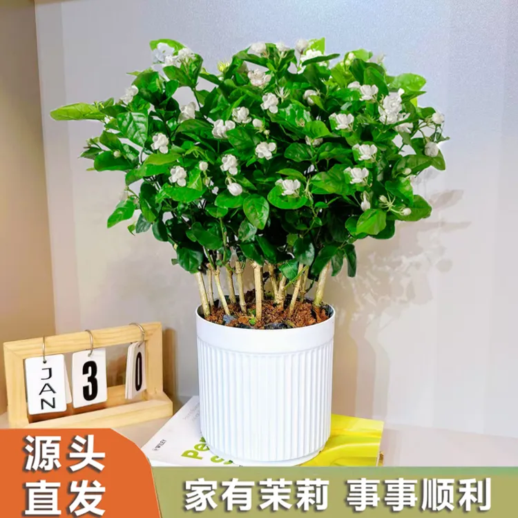 【带花苞】重瓣香水茉莉花盆栽花卉绿植喜阳喜水横州源头直发