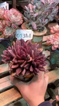 【闪购商品】013MMM