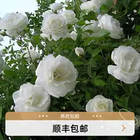 藤冰山 1.5米 大花重瓣浓香 多季开花 庭园 爬藤蔷薇花欧月
