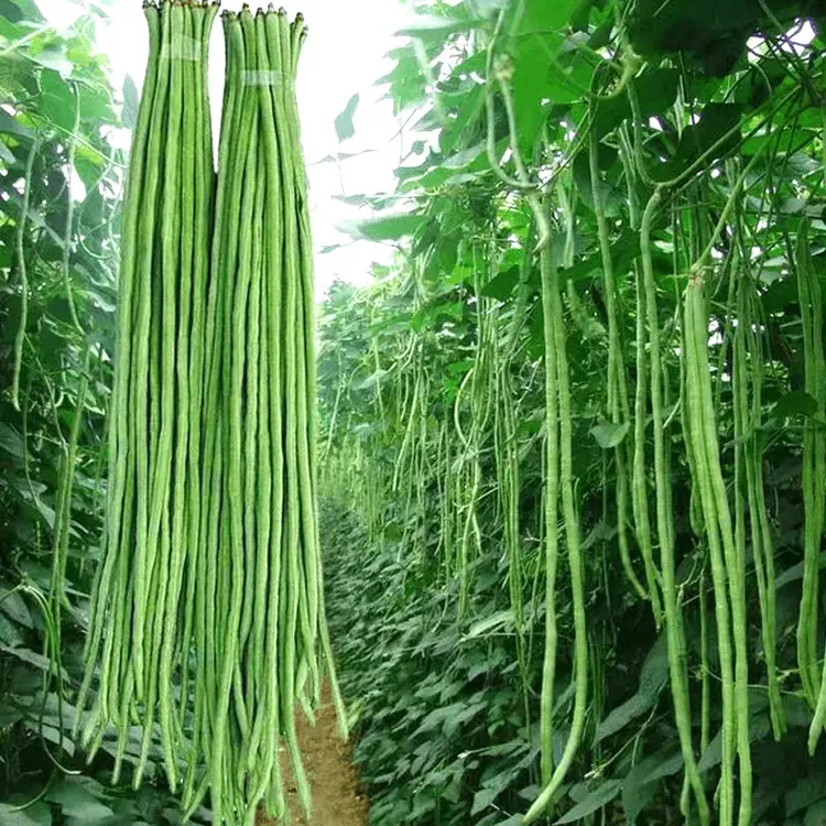 【瀑布长豇豆种子】摘不败长豆角种子无筋高产豇豆四季早熟蔬菜种子商品图