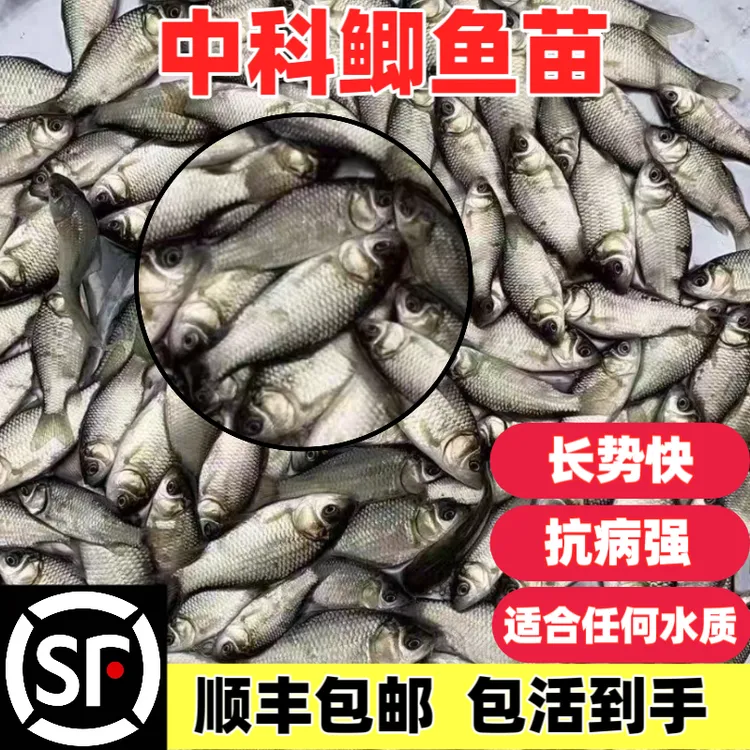 【顺丰包邮】中科5号鲫鱼苗淡水养殖好活易养冷水鱼抗病强长势快速