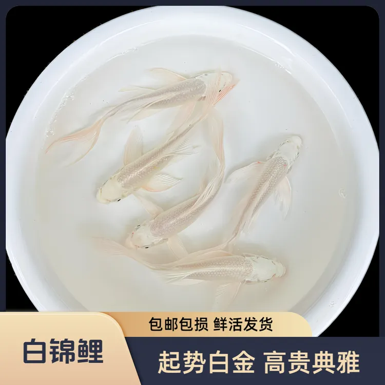 白色锦鲤风水鱼白金冷水鱼观赏鱼小型无需加热棒活体养殖精选小鱼