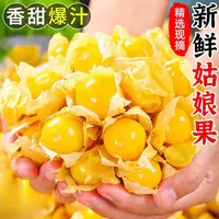 东北姑娘果新鲜采摘灯笼果一整箱包邮头茬当季水果