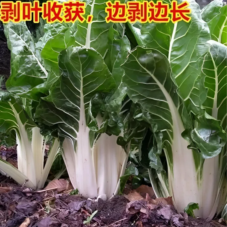 牛皮菜种子白梗大宽叶厚皮四季高产老品种春不老根达菜蔬菜籽