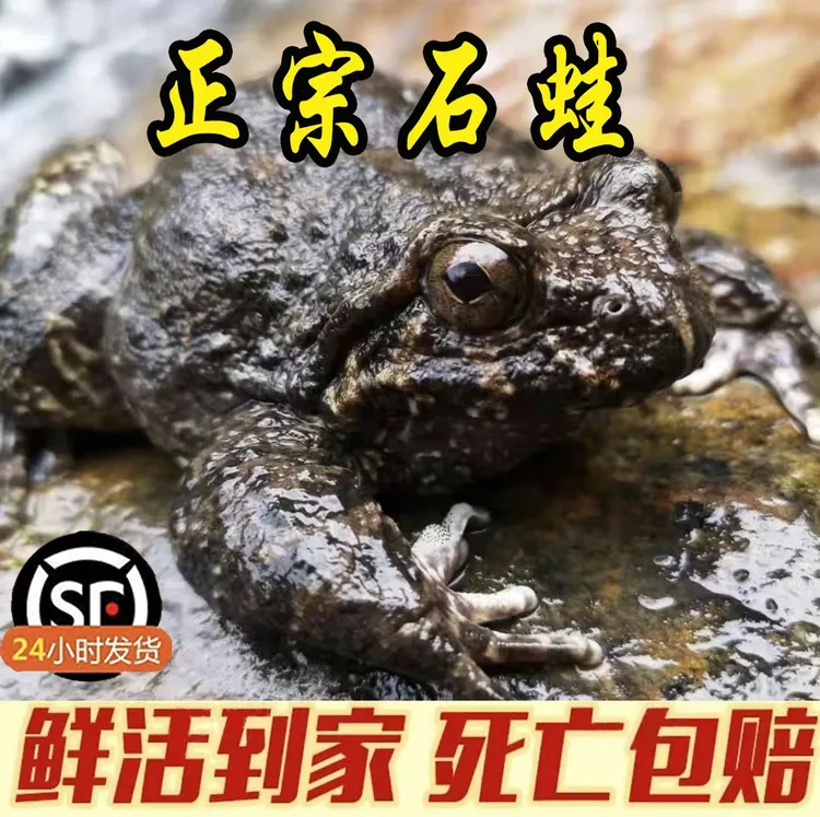 福建深山鲜活泉养大山石蛙石鳞石冻一斤4只 孩子学走路补品