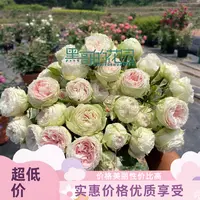 黑哥的花园阳台优选绒球门廊微型月季奶油白渐变粉耐热抗病多季勤