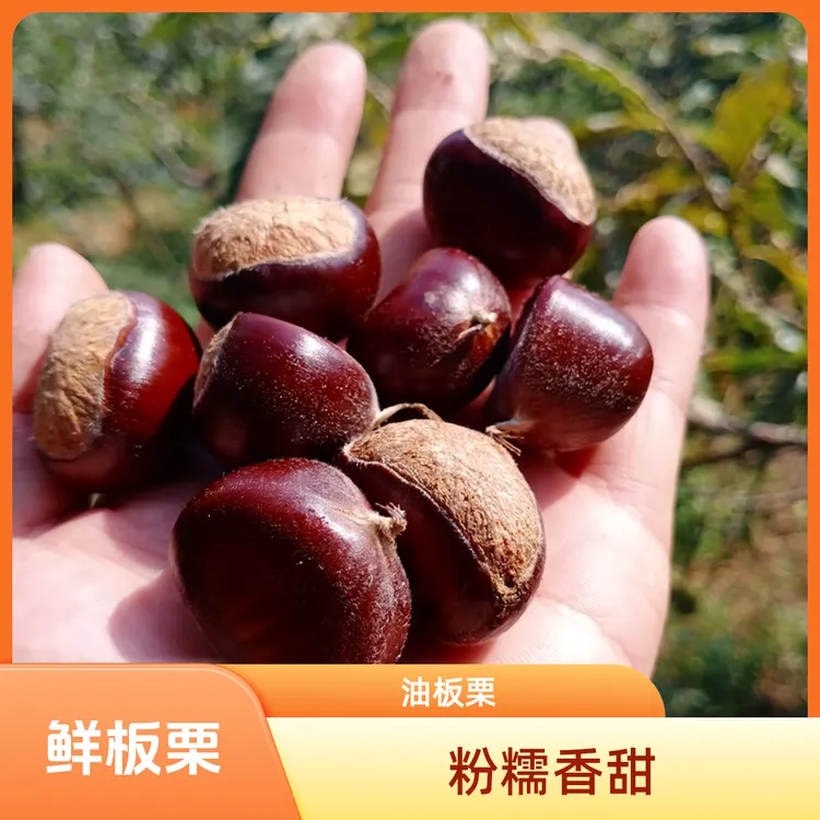山东鲜板栗新鲜现摘高山老树生板栗去壳栗子粉糯香甜大油板栗产地
